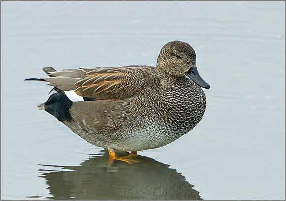Drake Gadwall (Anas strepera), Upton Warren, December 2013