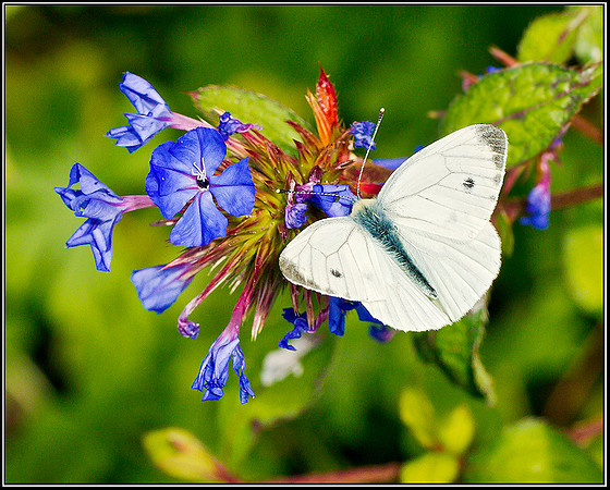 Green-veined White (Pieris napi), Bromsgrove, 19 August 2011