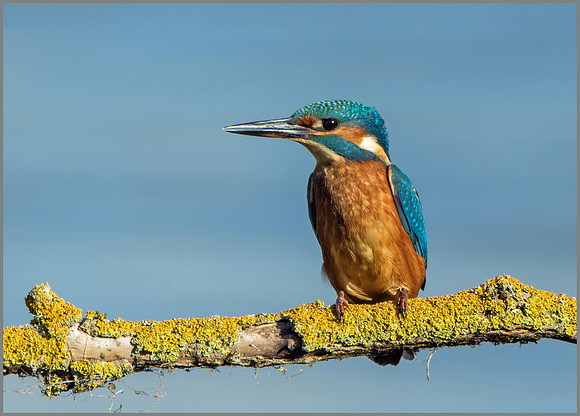 Common Kingfisher (Alcedo atthis), Upton Warren NR, October 2016