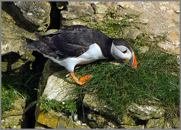 Puffin (Fratercula arctica), Bempton Cliffs, June 2014
