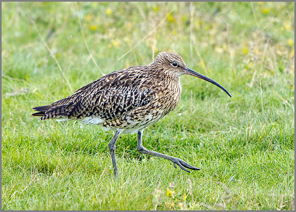 Curlew (Numenius arquata), Upton Warren, September 2014