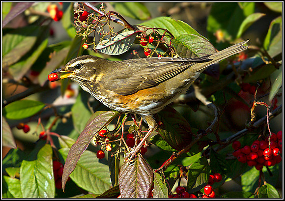 Redwing, Garden, 02 February 2012