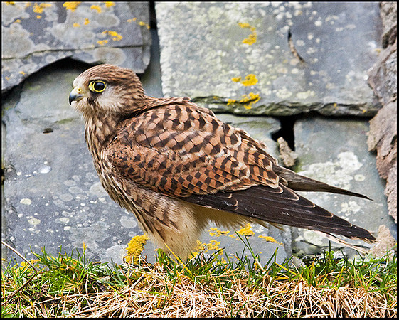 Kestrel, Mid-Wales Falconry Centre, February 2009