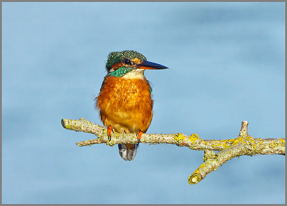 Female Kingfisher (Alcedo atthis), Upton Warren, September 2014