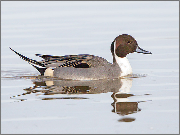 Drake Pintail (Anas acuta), Slimbridge WWT, November 2014