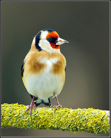 Goldfinch, Bromsgrove, 17 January 2012