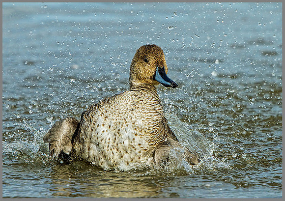 Drake Pintail (Anas acuta), Slimbridge WWT, October 2013