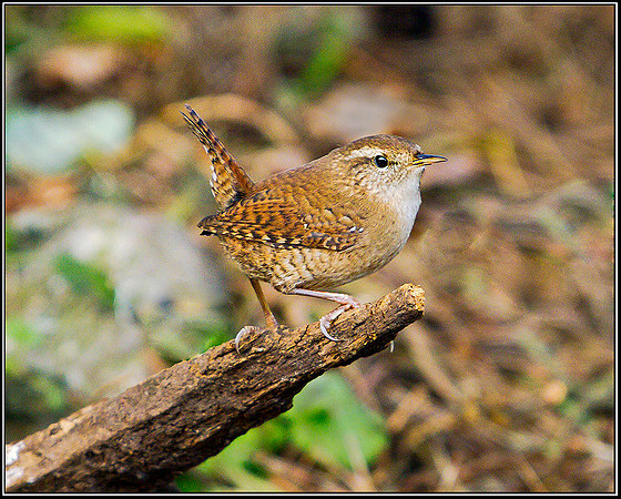 Wren, Warwickshire, 14 December 2011
