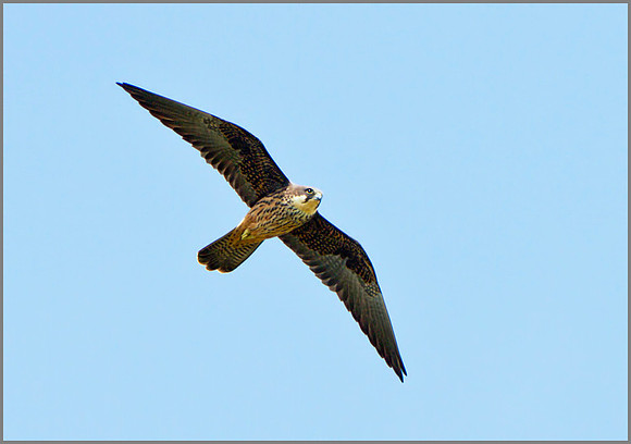 Eleonora's Falcon (Falco eleonorae), Mallorca, May 2014