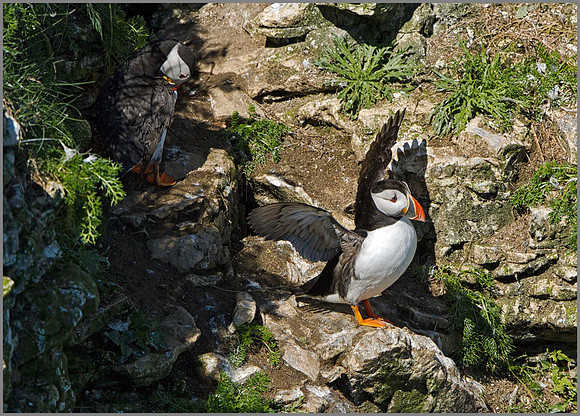 Puffin (Fratercula arctica), Bempton Cliffs, June 2014 w3