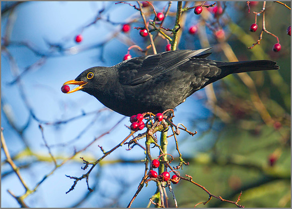 Blackbird, Bittell, 15 November 2010