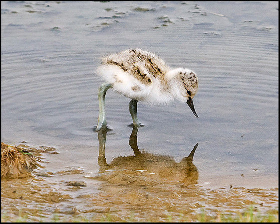 Avocet Chick, Upton Warren Flashes, 15 May 2009