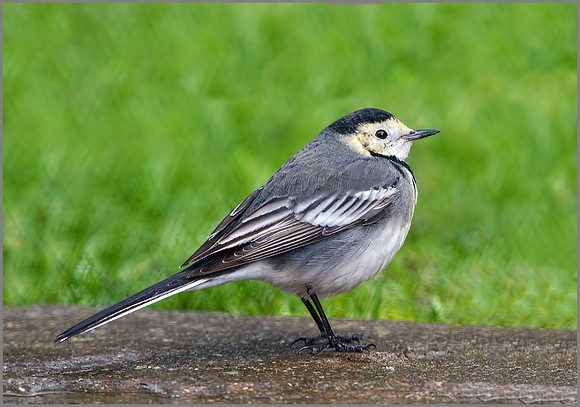 Pied Wagtail (Motacilla alba), Garden, December 2014