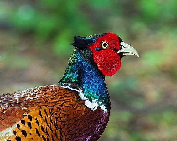 Pheasant, Warwickshire, 23 March 2011