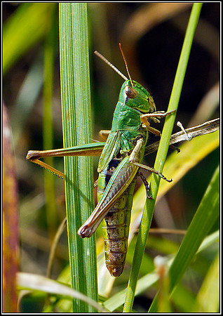 Meadow Grasshopper, Hanbury, 29 August 2011