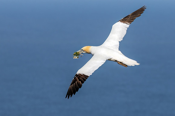 Northern Gannet - Morus bassanus, Yorkshire, June 2022