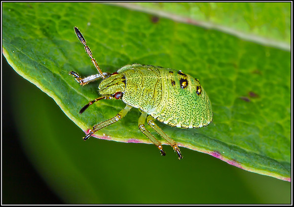 Green Shield Bug Nymph (Palomena prasina) Nymph, Monkwood NR,15 July 2012