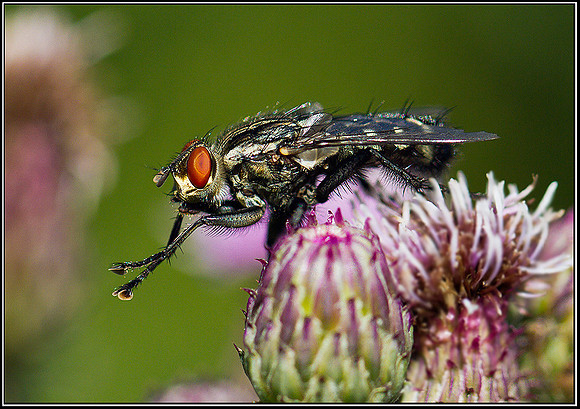 Flesh Fly, Bromsgrove 24 July 2011