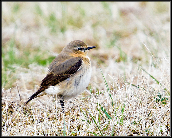 Wheatear, Upton Warren Flashes, 06 May 2010
