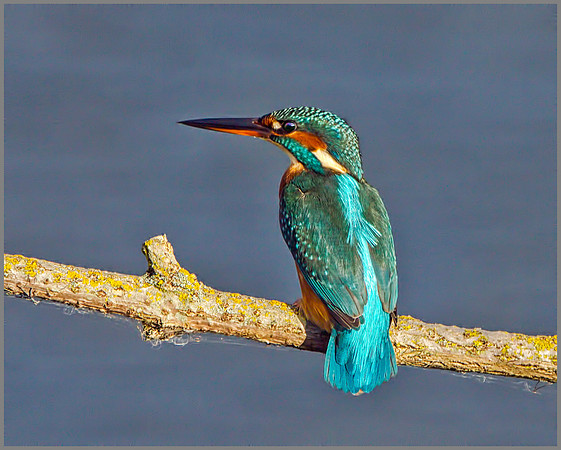 Female Kingfisher (Alcedo atthis), Upton Warren, October 2014