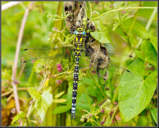 Southern Hawker, Upton Warren Moors, 21 July 2011