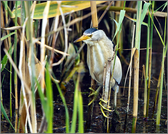 Little Bittern (Ixobrychus minutus), Mallorca, May 2014