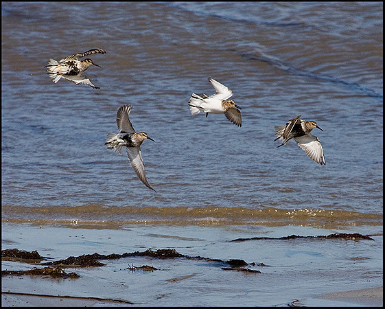 Dunlin, Anglesey, 20 July 2009