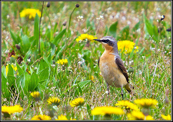 Wheatear, Shenstone, 15 April 2011