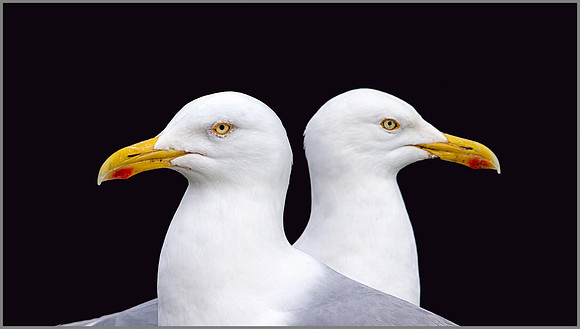 Herring Gulls, Anglesey, 12 May 2011