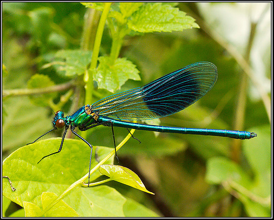Banded Demoiselle, Upton Warren Moors 23 July 2011