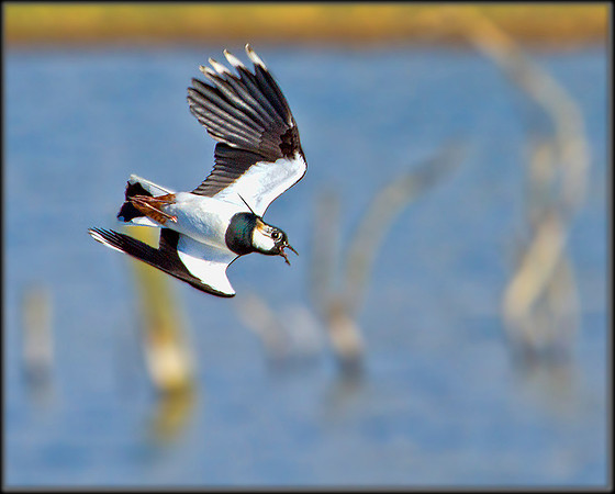Lapwing, Upton Warren Flashes, 18 March 2012