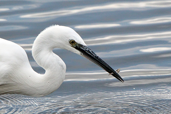Little Egret (Egretta garzetta), Upton Warren, 01 November 2014
