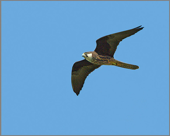 Eleonora's Falcon (Falco eleonorae), Mallorca, May 2014