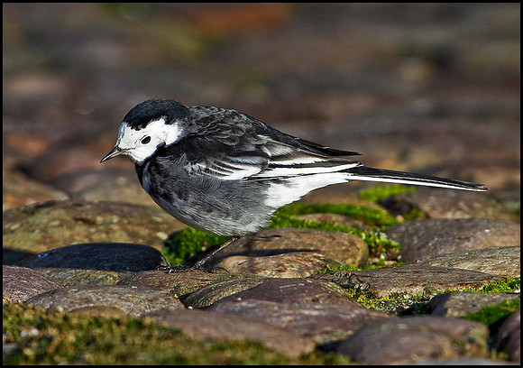 Pied Wagtail, Bromsgrove, January 2010
