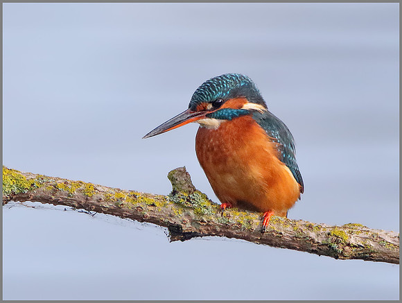 Female Kingfisher (Alcedo atthis), Upton Warren, November 2014