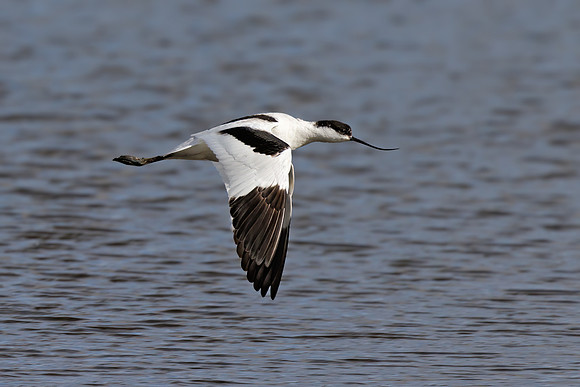 Pied Avocet -Recurvirostra avosetta, Upton Warren, March 2022