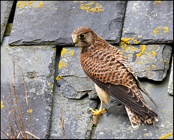 Kestrel, Mid-Wales Falconry Centre, February 2009