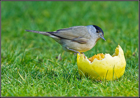 Blackcap, Garden, 19 February 2012