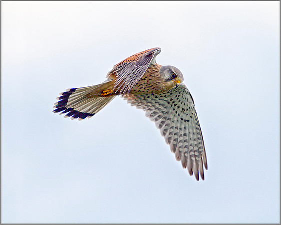 Common Kestrel, Upton Warren NR, 30 April 2012