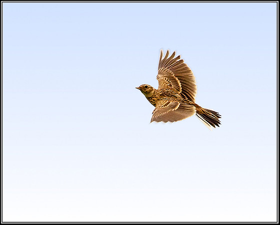 Skylark, Chaddesley Corbert, 22 June 2009
