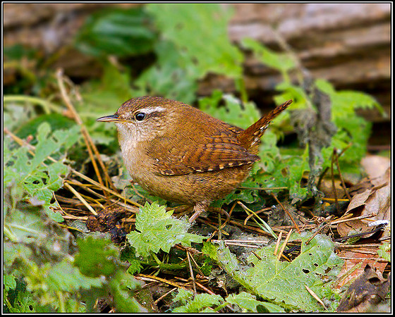Wren, Warwickshire, 14 December 2011