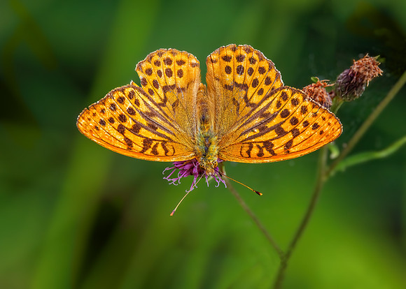 Silver-washed Fritillary - Argynnis paphia, Trench Wood, July 2022