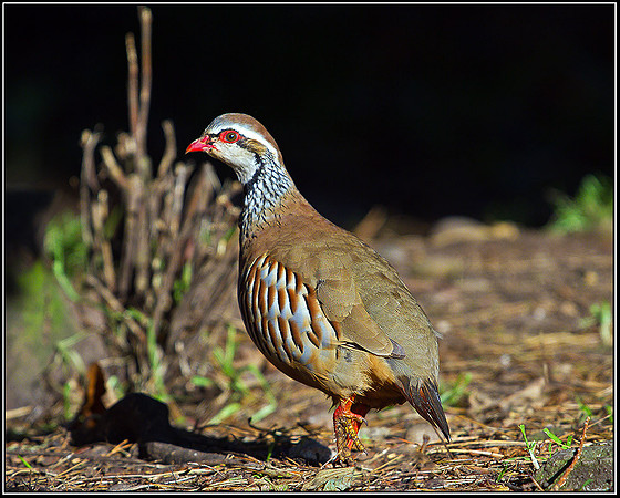 Red-legged Partridge, Warwickshire, 20 October 2010