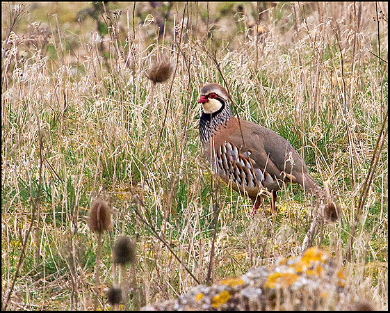 Red-legged Partridge, Snettisham, April 2009