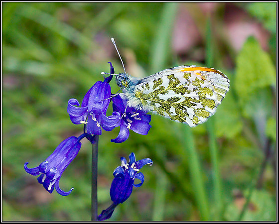 Male Orange-tip, Knapp & Papermill NR