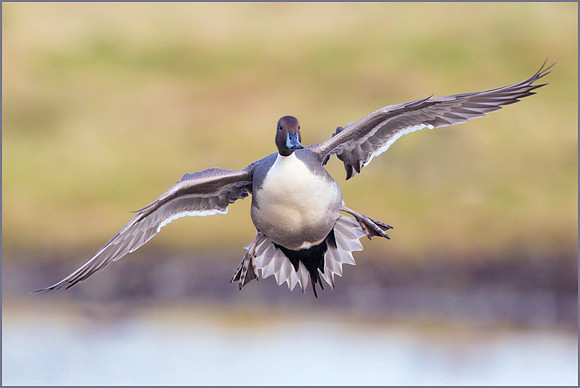 Drake Pintail (Anas acuta), Slimbridge WWT, November 2014