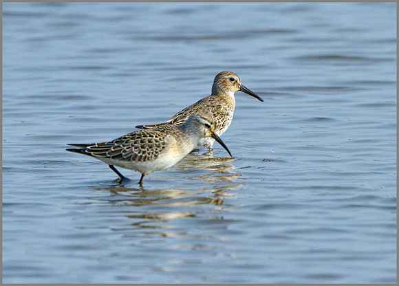 Dunlin (Calidris alpina), Norfolk September 2014 w