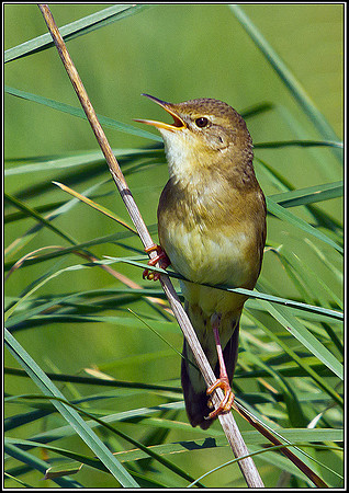 Grasshopper Warbler, Anglesey, 08 May 2011