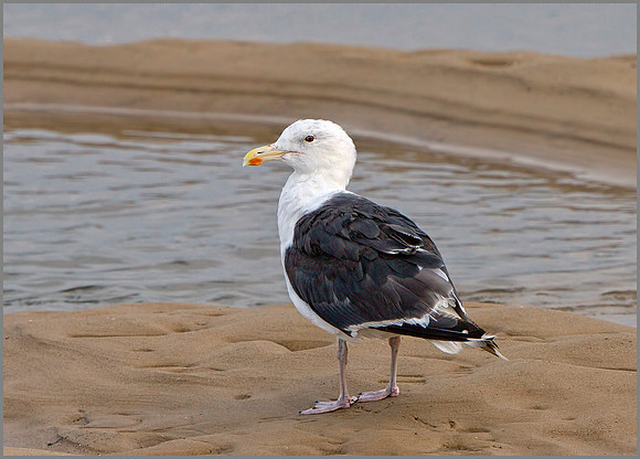 Great Black-backed Gull (Larus marinus), Norfolk, September 2014