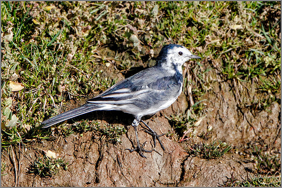 Pied Wagtail (Motacilla alba yarrellii), Upton Warren NR, September 2016